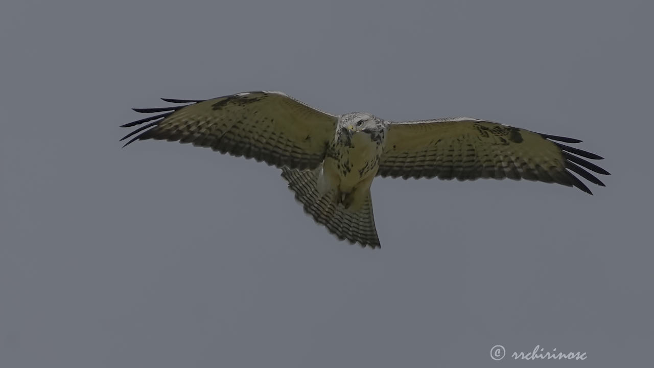 Rough-legged buzzard